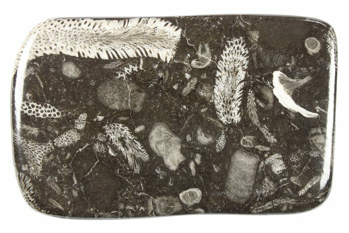 Polished Devonian Fossil Coral and Bryozoan Plate - Morocco #273126